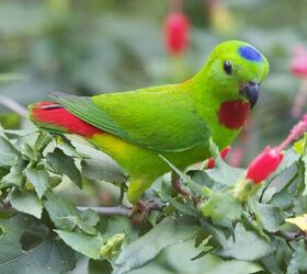 Hanging parrot shop food