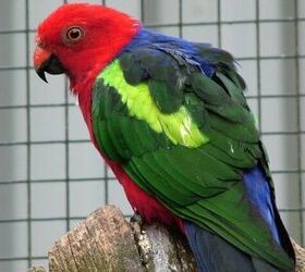 Papuan King Parrot