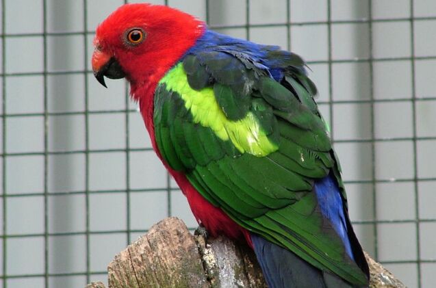 papuan king parrot