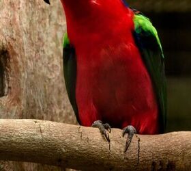 papuan king parrot