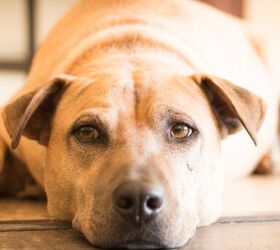 Shar pei mixed with sales golden retriever