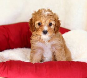 Maltese cross cavalier hot sale puppies for sale