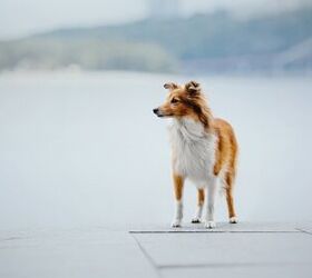 Golden Sheltie Dog Breed Health, Temperament, Feeding and - PetGuide PetGuide