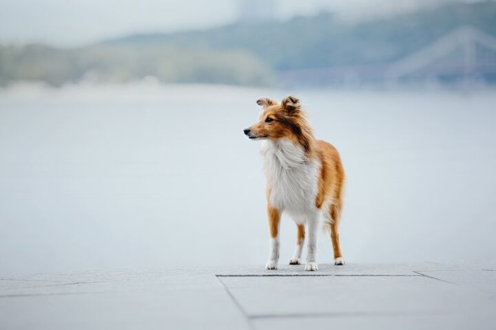 Golden Sheldon Golden Sheltie Dog Breed Health, Temperament, Feeding and Puppies ...