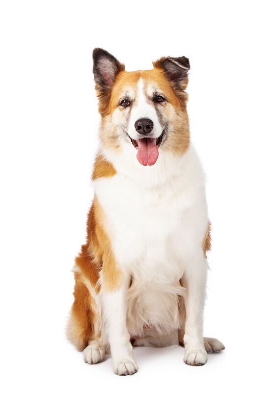 Golden Sheldon Golden Sheltie Dog Breed Health, Temperament, Feeding and Puppies ...