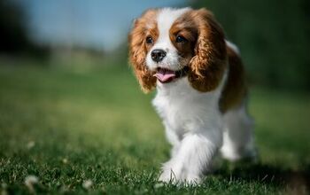 What is Syringomyelia in Dogs?