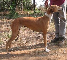 Mudhol hound sales running speed