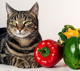 cat owners who feed their pets vegan diet could face fines or jail tim