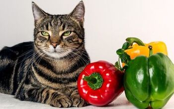 Cat Owners Who Feed Their Pets Vegan Diet Could Face Fines or Jail Tim