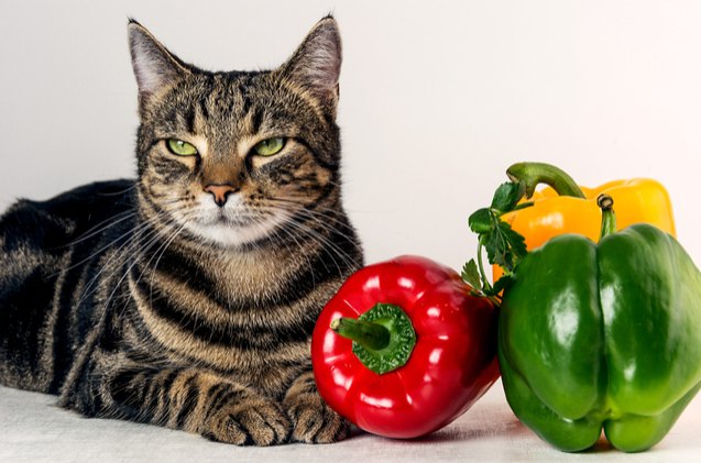cat owners who feed their pets vegan diet could face fines or jail tim