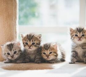 Kitten Fostering FAQs