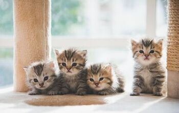 Kitten Fostering FAQs
