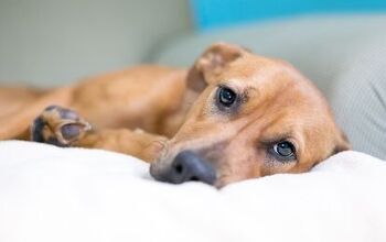 What Can I Give My Dog for Pain?