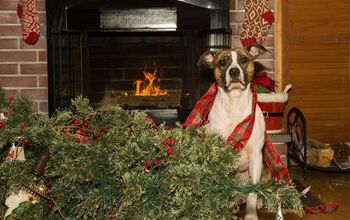 Stress-Free Tips for Keeping Your Christmas Tree Safe From Your Dog
