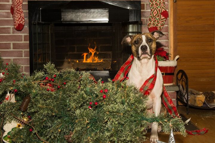 stress free tips for keeping your christmas tree safe from your dog