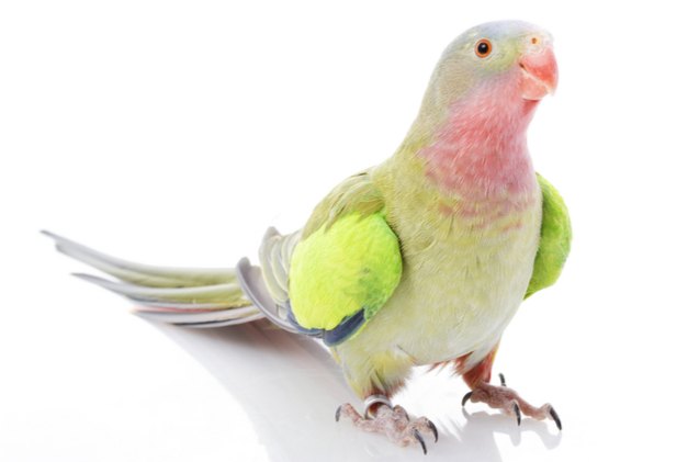 Princess Parrot Health, Personality, Colors, Habitat and Sounds - PetGuide  | PetGuide