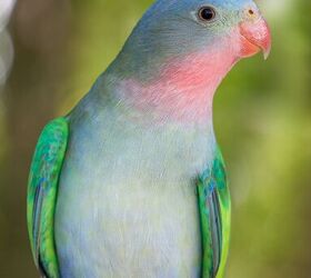 princess parrot captive diet