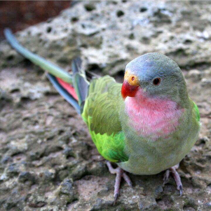 princess parrot
