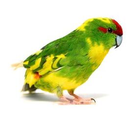 Sanatatea papagalului Kakariki, personalitatea, culorile, habitatul si sunete - PetGuide | PetGuide