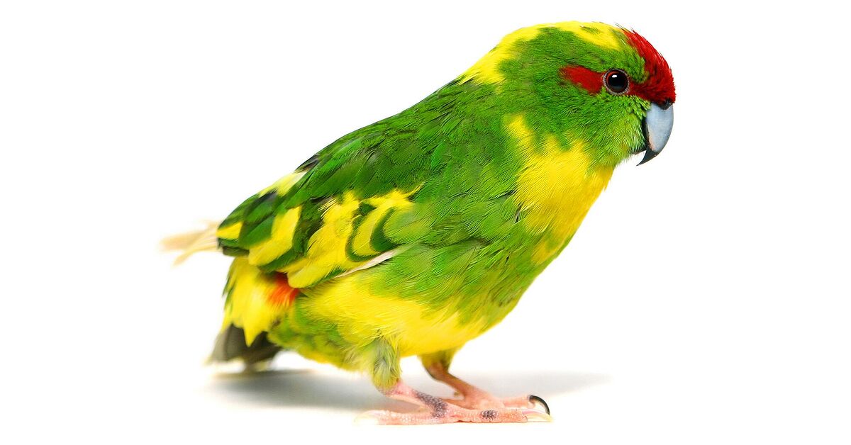 Kakariki Parrot Health, Personality, Colors, Habitat and Sounds - PetGuide | PetGuide