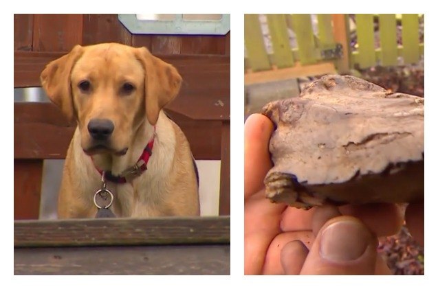 family dog finds 13 000 year old artifact on a backyard dig