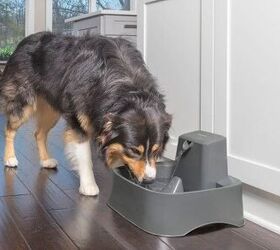 fresh water on demand with the petsafe drinkwell fountain