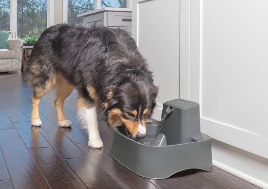 fresh water on demand with the petsafe drinkwell fountain