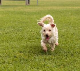 Ratese Dog Breed Health, Temperament, Feeding, Training and Puppies ...