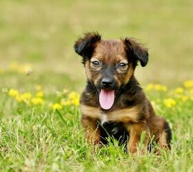 Weiner dog maltese sales mix