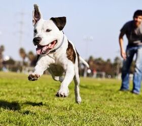 Engaging Training Gifts for Active Dogs (and Their Humans)