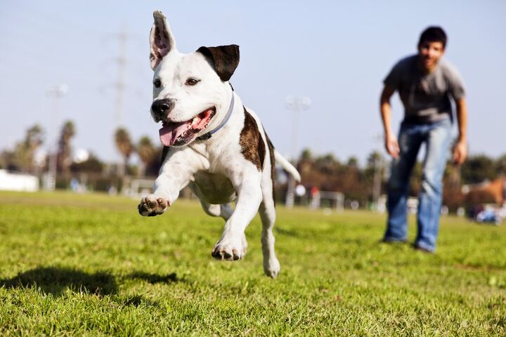 engaging training gifts for active dogs and their humans