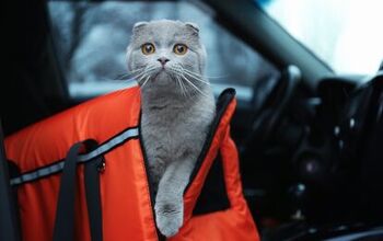 How to Keep Your Cat Safe When Traveling by Car