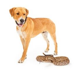 Dog Rattlesnake Vaccine – Is It Effective?