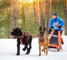 Dispelling the Myths About Urban Mushing