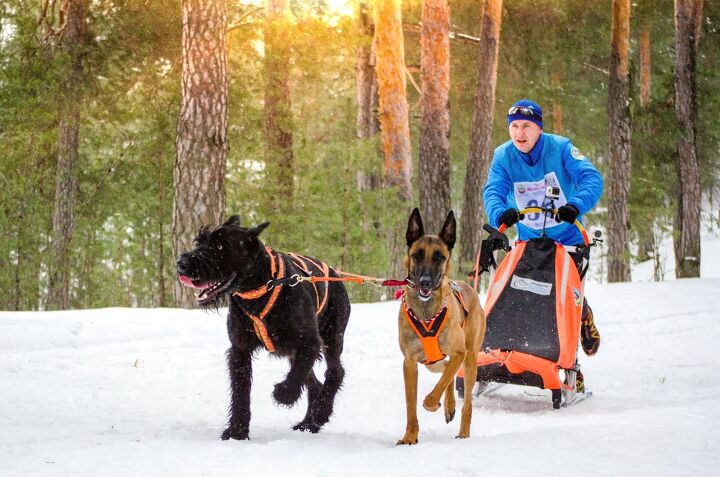 dispelling the myths about urban mushing