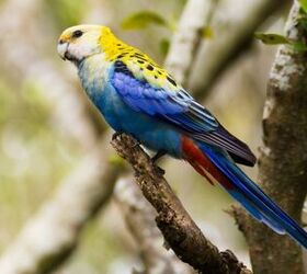 Pale Headed Rosella Health, Personality, Colors and Sounds - PetGuide | PetGuide