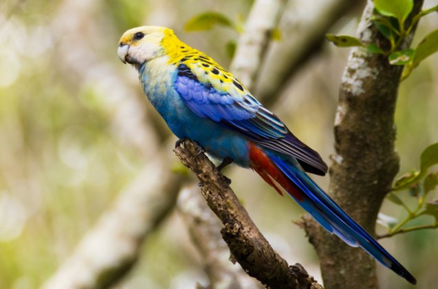 Pale Headed Rosella Health, Personality, Colors and Sounds - PetGuide | PetGuide