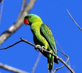 green naped parrot