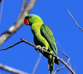 Blue Naped Parrot Health, Personality, Colors and Sounds - PetGuide ...