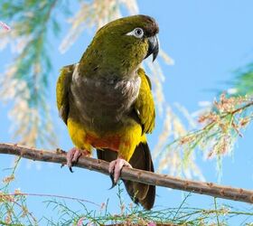 patagonian parrot