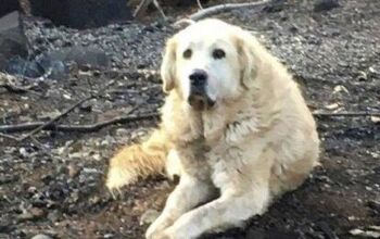 Loyal Dog Survives California Wildfire and Waits In Ruins for His Huma
