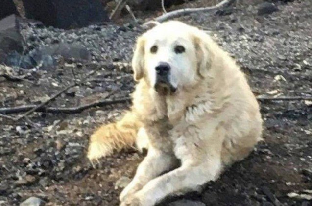 loyal dog survives california wildfire and waits in ruins for his humans