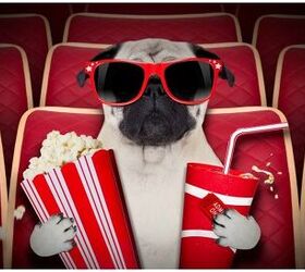 Dog Movie Theater Opens In Texas