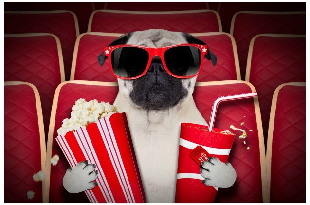 dog movie theater opens in texas