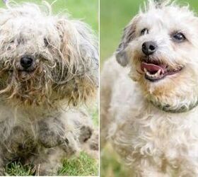 Dirty Dogs 2019 Calendar Features Before and After Photos of Rescue Ma