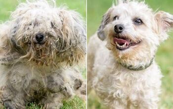 Dirty Dogs 2019 Calendar Features Before and After Photos of Rescue Ma