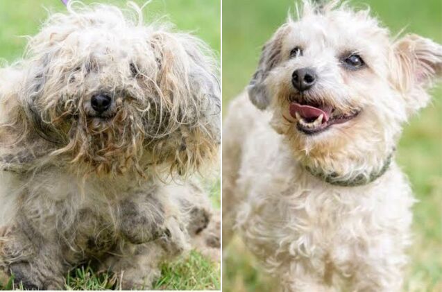 dirty dogs 2019 calendar features before and after photos of rescue makeovers