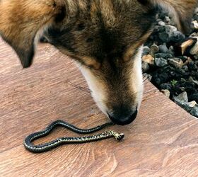 Snake Bites in Dogs: What Every Dog Owner Should Know