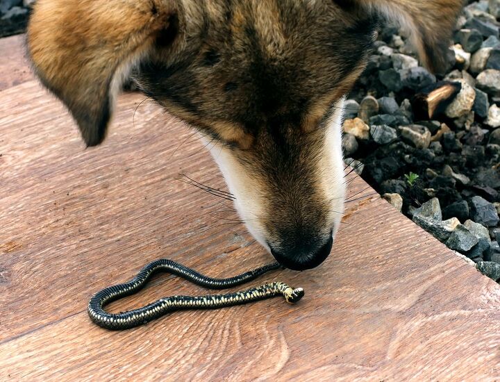 snake bites in dogs what every dog owner should know