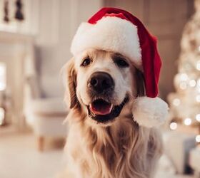 Not-So-Jolly Holiday Dangers for Dogs